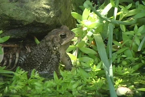 American Eastern Toad Sitting Up Stock-Footage 474113