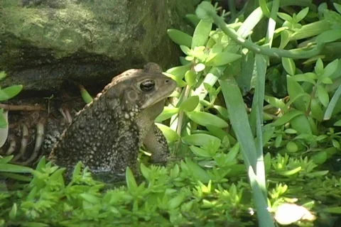 American Eastern Toad Sitting Up Leaving Stock-Footage 474131