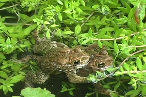 American Eastern Toads With Eggs 02 Stock-Footage 474434