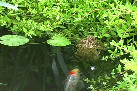 American Eastern Toads With Fish 01 Stock-Footage 473802