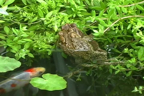 American Eastern Toads With Fish 02 Stock-Footage 473813