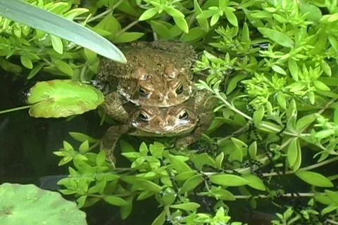 American Eastern Toads Mating w/Eggs Stock-Footage 353323