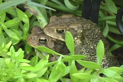 American Eastern Toads Mounted for Mating Stock-Footage 474079