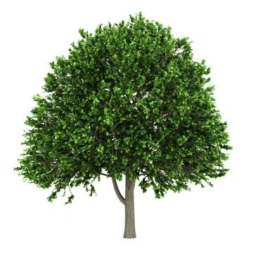 American elm tree isolated on white background Stock Illustration