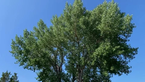 American elm tree rustling in a gentle breeze Vídeo Stock 114003656