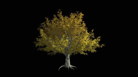 American Elm tree  in the wind Stock Footage 88922695