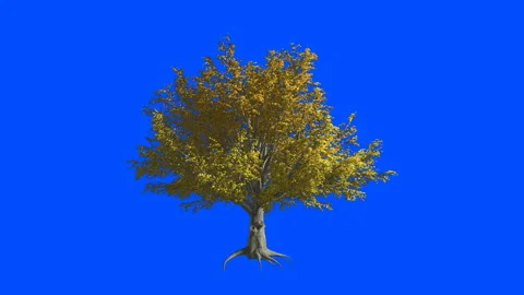 American Elm tree  in the wind.Blue screen alpha. Stock Footage 88921984