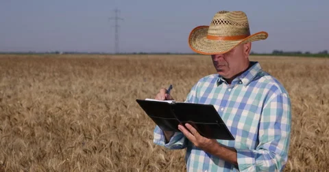 American Farmer Taking Notes Write Agenda Wheat Growth Harvest Report Cowboy Hat 스톡 동영상 54539340