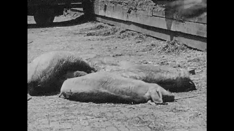 American farmers faced challenges during World War II but overcame them with the Vidéo 118399150