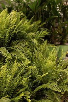American fern Stock Photos