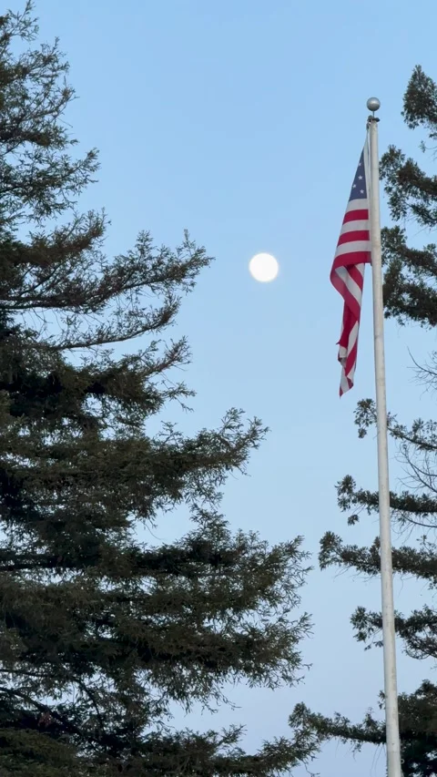 American Flag Flying Among Pine Trees Stock Footage 314528747