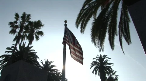 American Flag With Palm Trees - Medium Shot Stock Footage 110325