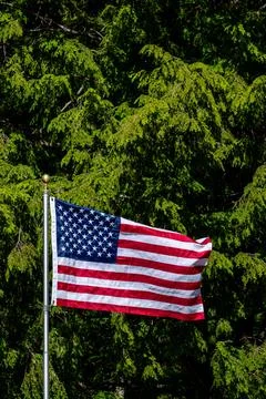 American flag on a pole in front of a pine trees Stock Photos