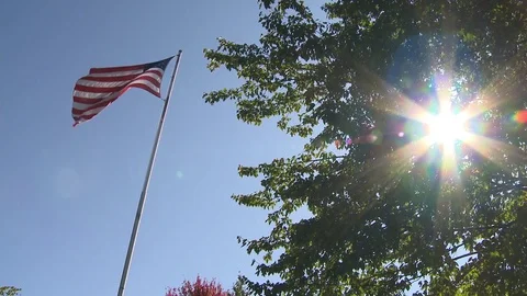 American Flag sun in tree Stock Footage 81340861