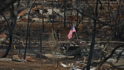 American flag surviving a devastating forest fire Stockbeeldmateriaal 332961098