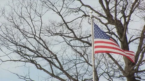 American Flag by a tree Stock Footage 10800273