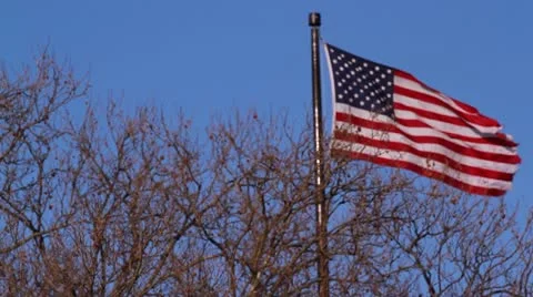 American Flag with Trees Video stock 20496238