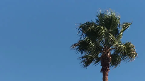 American Flag Waving Between two Palm Trees HD Video Stock Footage 24814258