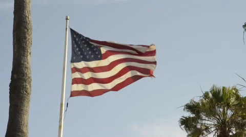 American flag waving  with palm trees in the frame Stock Footage 64658448