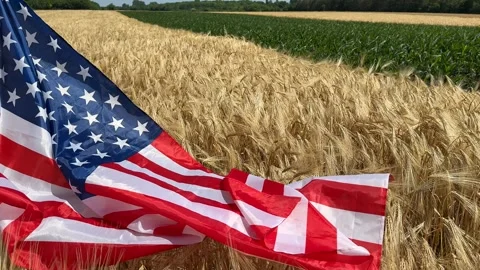 American Flag in Wheat Stock Footage 311657515