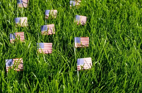 American flags on green grass. Studio Photo Stock Photos