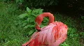 American Flamingo Grooming 02 HD Footage