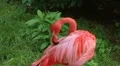American Flamingo Grooming 02 HD Footage