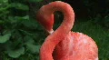 American Flamingo Grooming HD Footage