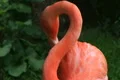 American Flamingo Grooming Footage