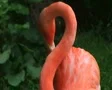 American Flamingo Grooming SD Footage