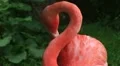 American Flamingo Grooming HD Footage