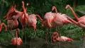 American Flamingo Mating Ritual 02 HD Footage