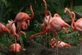 American Flamingo Mating Ritual 02 Footage