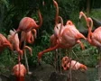 American Flamingo Mating Ritual 02 SD Footage