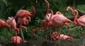 American Flamingo Mating Ritual 02 HD Footage