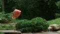 American Flamingo Mating Ritual SD Footage