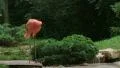 American Flamingo Mating Ritual Footage
