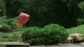 American Flamingo Mating Ritual HD Footage