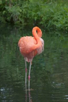 American Flamingo Stock Photos