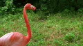 American Flamingo Walking HD Footage