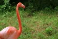 American Flamingo Walking Footage