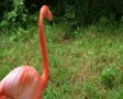 American Flamingo Walking SD Footage