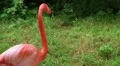 American Flamingo Walking HD Footage