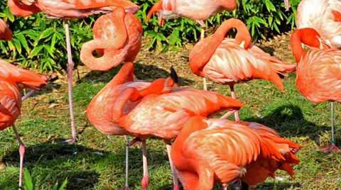 American flamingos Видео 33532530