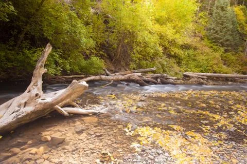 American Fork Canyon tree Stock Photos