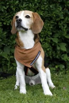 American Foxhound Stock Photos