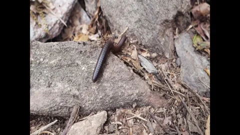 An American Giant Millipede crawling over rocks on the forest floor Stock Footage 346329077