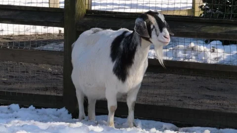 American goat Stock Footage 330086120