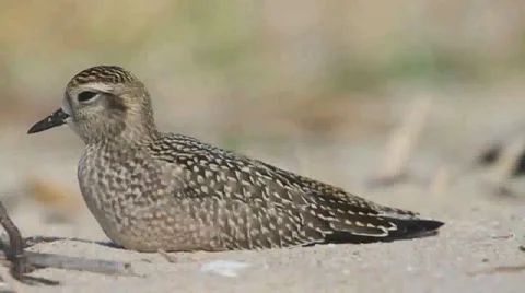 American Golden-Plover (Pluvialis dominica) resting on a beach Stock Footage