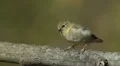 American Goldfinch (Carduelis tristis) - Male 1 HD Footage